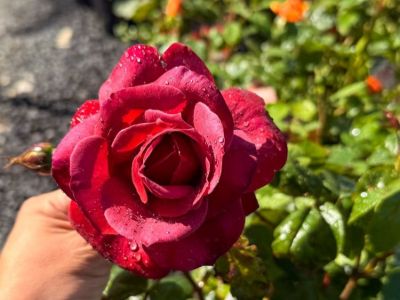 Rosa Hot Cocoa. Common name - Floribunda Rose