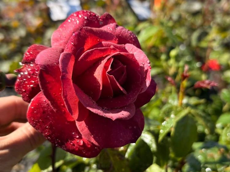 Rosa Hot Cocoa. Common name - Floribunda Rose