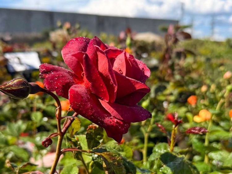 Rosa Hot Cocoa. Common name - Floribunda Rose