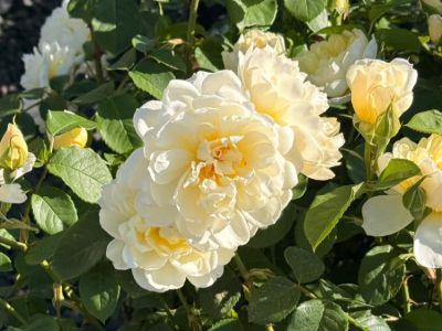 Rosa Imogen. Common Names - Rose, David Austin Rose