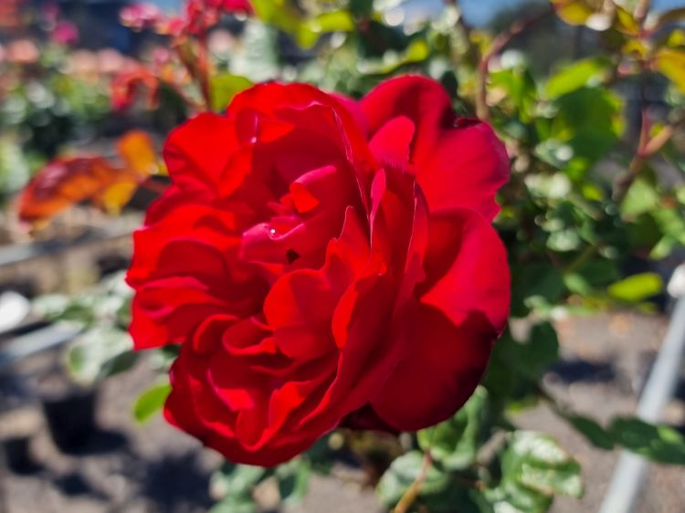 Rosa Lili Marlene. Common name - Floribunda Rose
