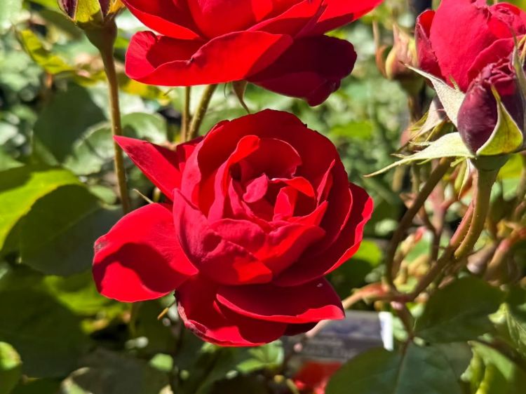 Rosa Lili Marlene. Common name - Floribunda Rose