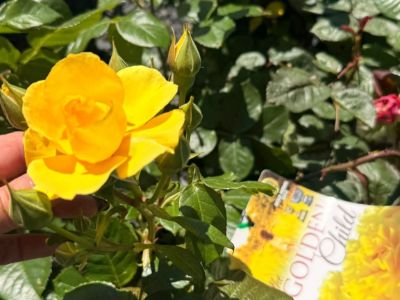 Rosa The Golden Child. Common name - Floribunda Rose