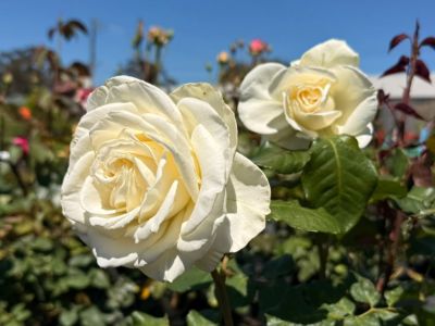 Rosa Tineke. Common Names - Hybrid Tea Rose