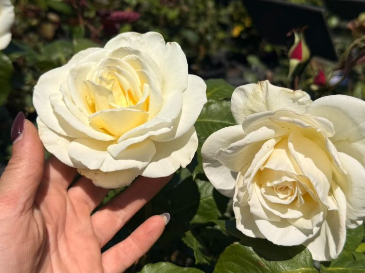 Rosa Tineke. Common Names - Hybrid Tea Rose