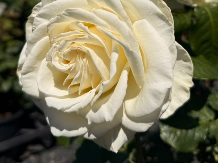 Rosa Tineke. Common Names - Hybrid Tea Rose