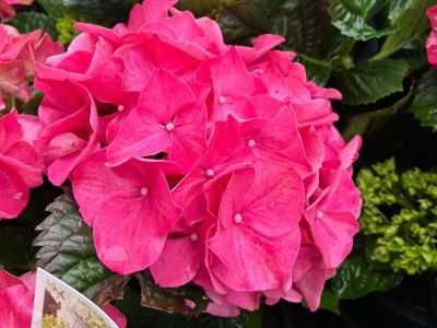 Hydrangea macrocarpa Magical Glowing Alps. Common Names - Big Leaf Hydrangea, Mophead, French Hydrangea, Lacecap